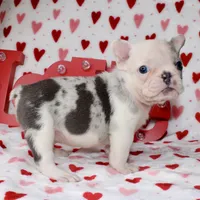 Tut, a male French Bulldog for sale in Fort Worth, TX – Photo 2 of 4