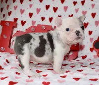 Tut, a male French Bulldog for sale in Fort Worth, TX – Photo 2 of 4