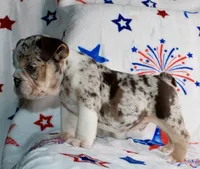 Heath, a male English Bulldog for sale in Fort Worth, TX – 3 of 3