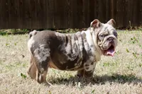 Marble , a male English Bulldog for sale in Fort Worth, TX – Photo 3 of 3