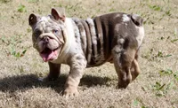Marble , a male English Bulldog for sale in Fort Worth, TX – Photo 2 of 3