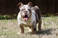 Marble , a male English Bulldog for sale in Fort Worth, TX – Photo 1 of 3