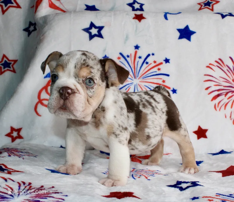 Heath – English Bulldog puppy for sale in Fort Worth, TX