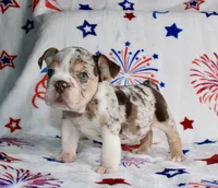 Heath, a male English Bulldog for sale in Fort Worth, TX – 1 of 3