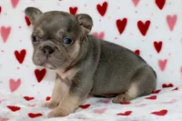 Bella, a female French Bulldog for sale in Fort Worth, TX – 1 of 3