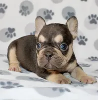 Milo , a male French Bulldog for sale in Fort Worth, TX – 3 of 4