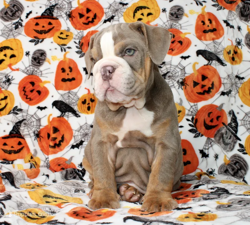 Delilah  – English Bulldog puppy on hold in Fort Worth, TX