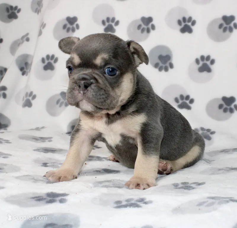 Rocco – French Bulldog puppy for sale in Fort Worth, TX