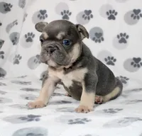 Rocco, a male French Bulldog for sale in Fort Worth, TX – 1 of 3