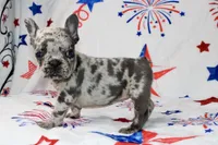 Peppa, a female French Bulldog for sale in Fort Worth, TX – 2 of 3