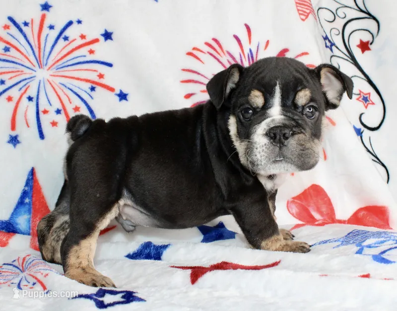Ramsey – English Bulldog puppy for sale in Fort Worth, TX