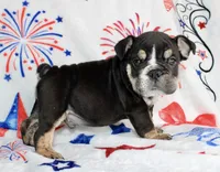 Ramsey, a male English Bulldog for sale in Fort Worth, TX – 1 of 3