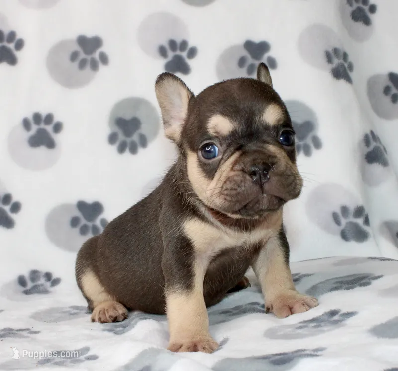 Milo – French Bulldog puppy for sale in Fort Worth, TX