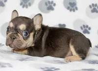 Milo, a male French Bulldog for sale in Fort Worth, TX – 2 of 3