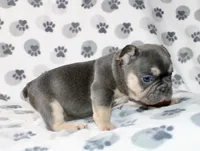 Rocco, a male French Bulldog for sale in Fort Worth, TX – 3 of 3