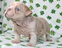 Penny, a female English Bulldog for sale in Fort Worth, TX – Photo 3 of 3