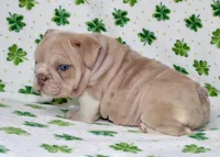 Penny, a female English Bulldog for sale in Fort Worth, TX – Photo 2 of 3