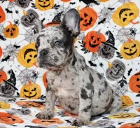 Peppa, a female French Bulldog for sale in Fort Worth, TX – 3 of 4