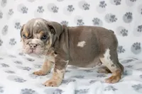 Snoop, a male English Bulldog for sale in Fort Worth, TX – 4 of 4