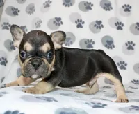 Ace, a male French Bulldog for sale in Fort Worth, TX – 2 of 3