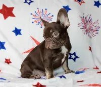 Reese, a male French Bulldog for sale in Fort Worth, TX – 2 of 4
