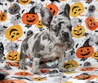 Peppa, a female French Bulldog for sale in Fort Worth, TX – 2 of 4