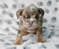 Snoop, a male English Bulldog for sale in Fort Worth, TX – 2 of 4