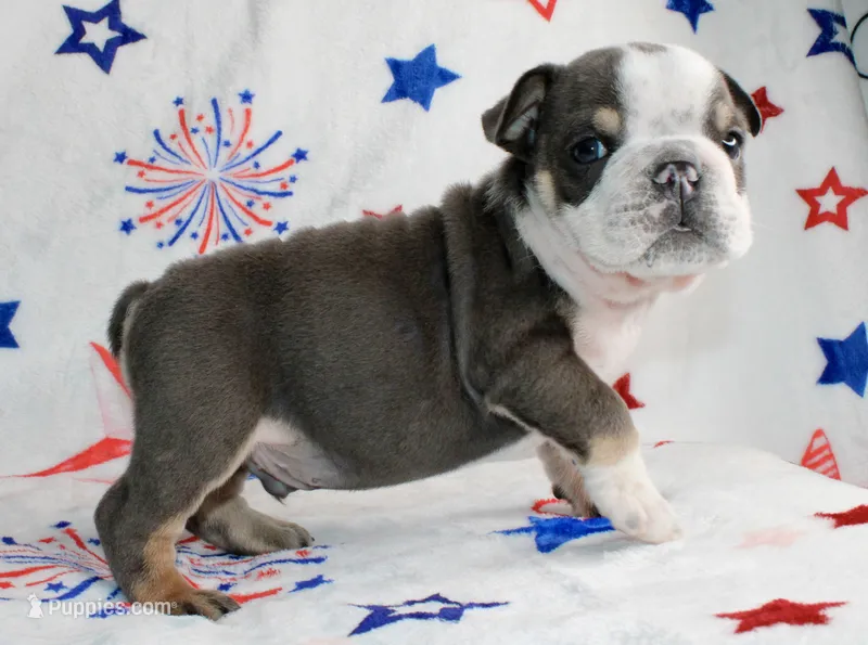 Spud – English Bulldog puppy for sale in Fort Worth, TX
