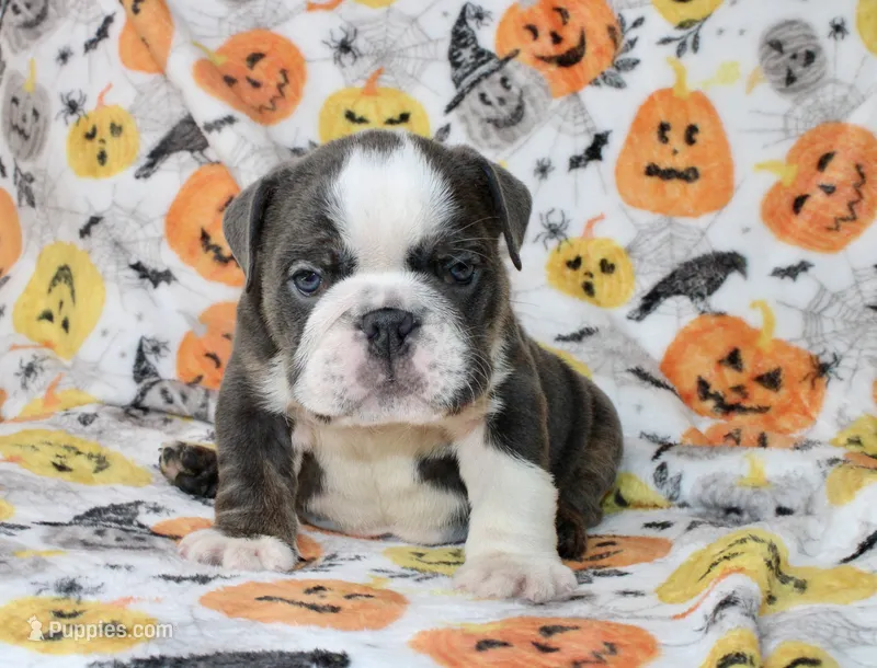 Cody – English Bulldog puppy for sale in Fort Worth, TX