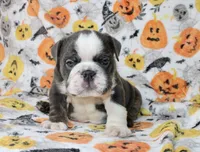 Cody, a male English Bulldog for sale in Fort Worth, TX – 1 of 3
