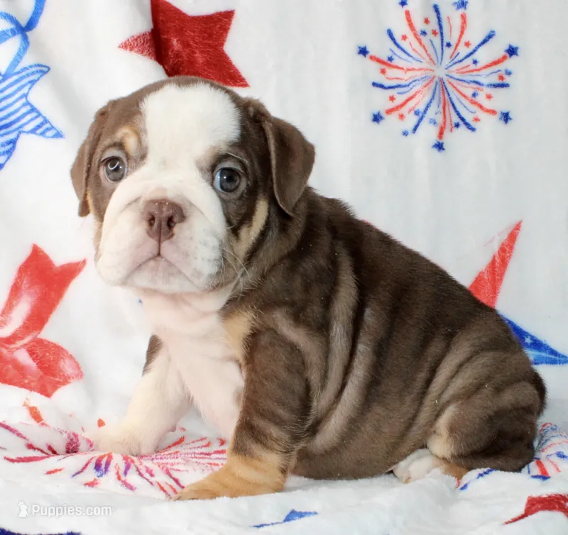 Coco – English Bulldog puppy for sale in Fort Worth, TX