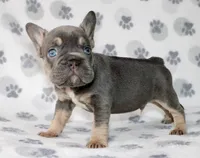 Photo of Chase 