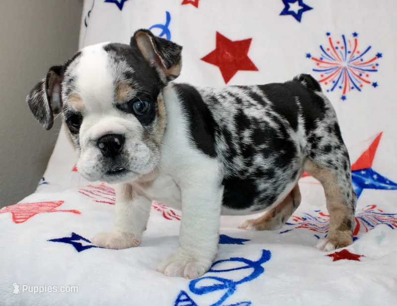 Farah – English Bulldog puppy for sale in Fort Worth, TX