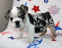 Farah, a female English Bulldog for sale in Fort Worth, TX – 1 of 3