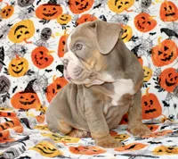 Delilah , a female English Bulldog for sale in Fort Worth, TX – 3 of 4