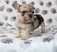 Mochi, a male French Bulldog for sale in Fort Worth, TX – 2 of 3