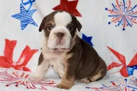 Coco, a female English Bulldog for sale in Fort Worth, TX – 1 of 3