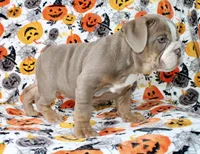 Delilah , a female English Bulldog for sale in Fort Worth, TX – 2 of 4