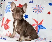 Reese, a male French Bulldog for sale in Fort Worth, TX – 3 of 4