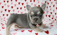 Luna, a female French Bulldog for sale in Fort Worth, TX – 3 of 3