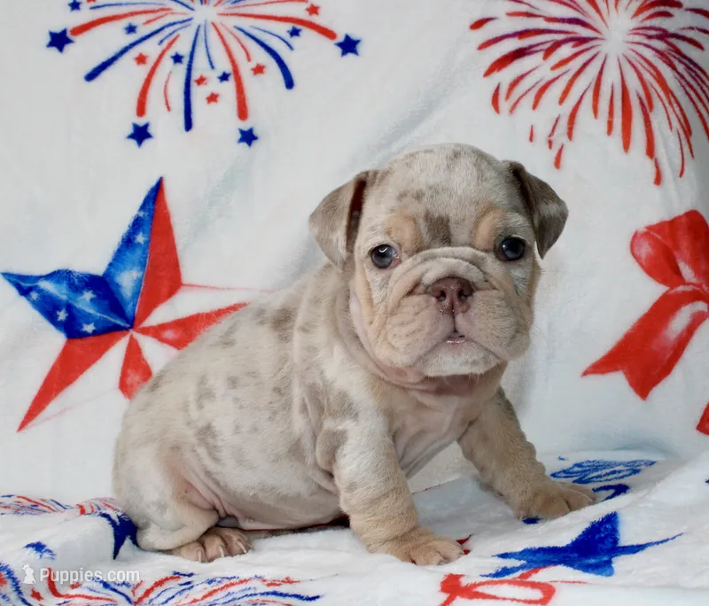 Luna  – English Bulldog puppy for sale in Fort Worth, TX