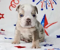 Woody , a male English Bulldog for sale in Fort Worth, TX – 2 of 3