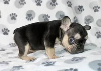 Ace, a male French Bulldog for sale in Fort Worth, TX – 3 of 3
