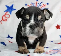 Ramsey, a male English Bulldog for sale in Fort Worth, TX – 2 of 3
