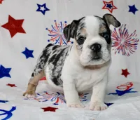 Farah, a female English Bulldog for sale in Fort Worth, TX – 3 of 3