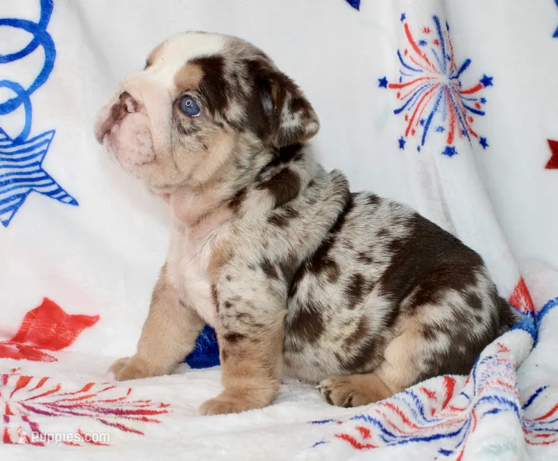 Twix – English Bulldog puppy for sale in Fort Worth, TX
