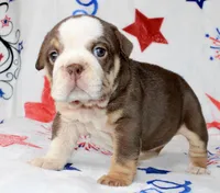 Coco, a female English Bulldog for sale in Fort Worth, TX – 2 of 3