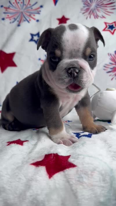 Spud, a male English Bulldog for sale in Fort Worth, TX – 4 of 4