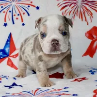 Woody , a male English Bulldog for sale in Fort Worth, TX – 3 of 3