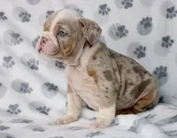 Lucy, a female English Bulldog for sale in Fort Worth, TX – 3 of 4